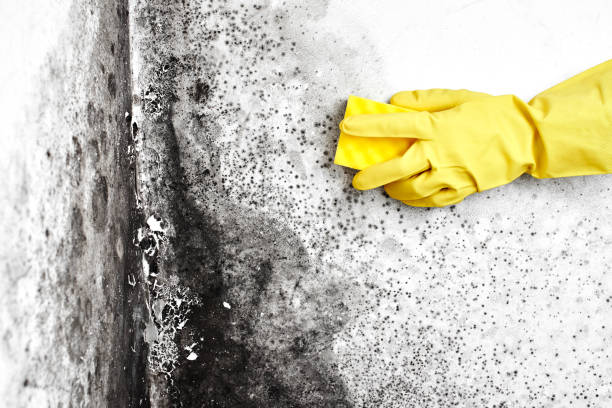 Best Mold Removal Company Near Me  in Gberts, IL