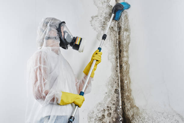 Best Professional Mold Removal  in Gberts, IL